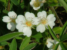 Potentilla alba bestellen